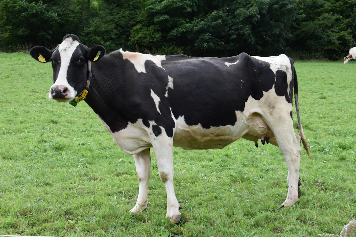 Gau Shala